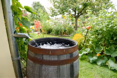 Rain Barrel