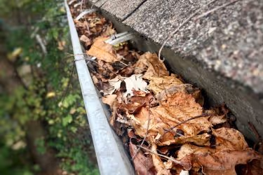Leaves accumulated in gutter