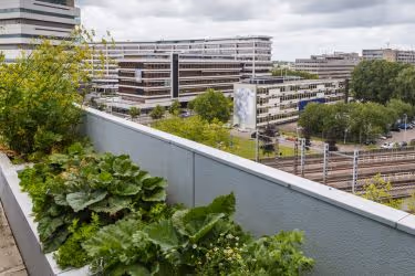 Green plants at the rooftop