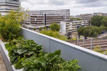 Green spaces in the rooftop
