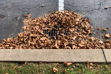 Drain full of leaves