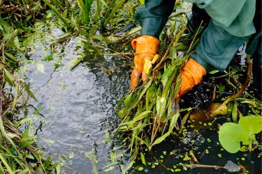 Person removing debris in the pond