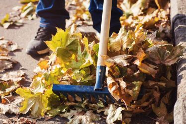 Removing leaves