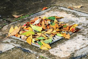 Leaves covering the drainage