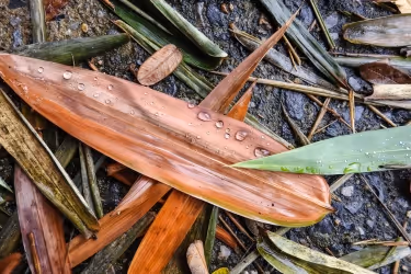Dry leaves on the floor after rain