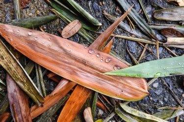 Dry leaves in the floor after rain