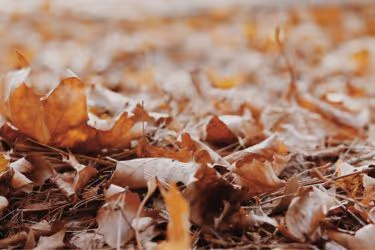 Dry season - Dry leaves debris