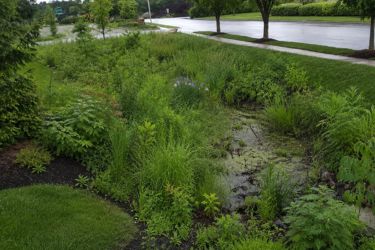 Overgrown bioswale