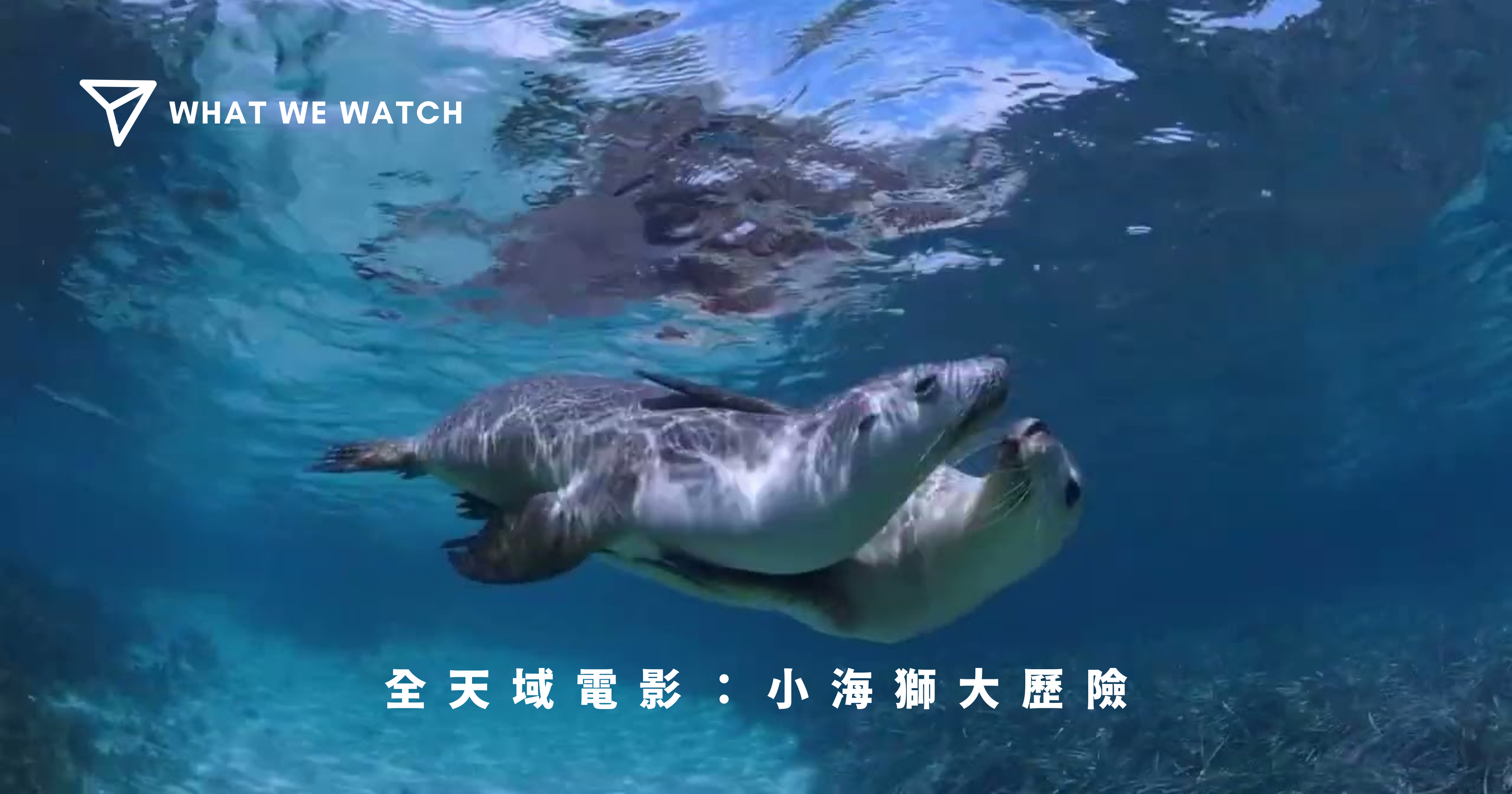 《小海獅大歷險》由女導演 Amelia McCarten 執導，記錄人類關係密切的海洋生態，人類進一步探索深海的同時，浩瀚海洋裡亦有著充滿希望和奇蹟的成長故事。故事主人翁就係海洋哺乳類動物 ─ 澳洲幼海獅 Otto（奧托），在母親和伙伴的幫助下，她學習如何生存、結交新朋友、面對敵人，於這個陡峭懸崖與咆哮怒海旁的海岸生存。