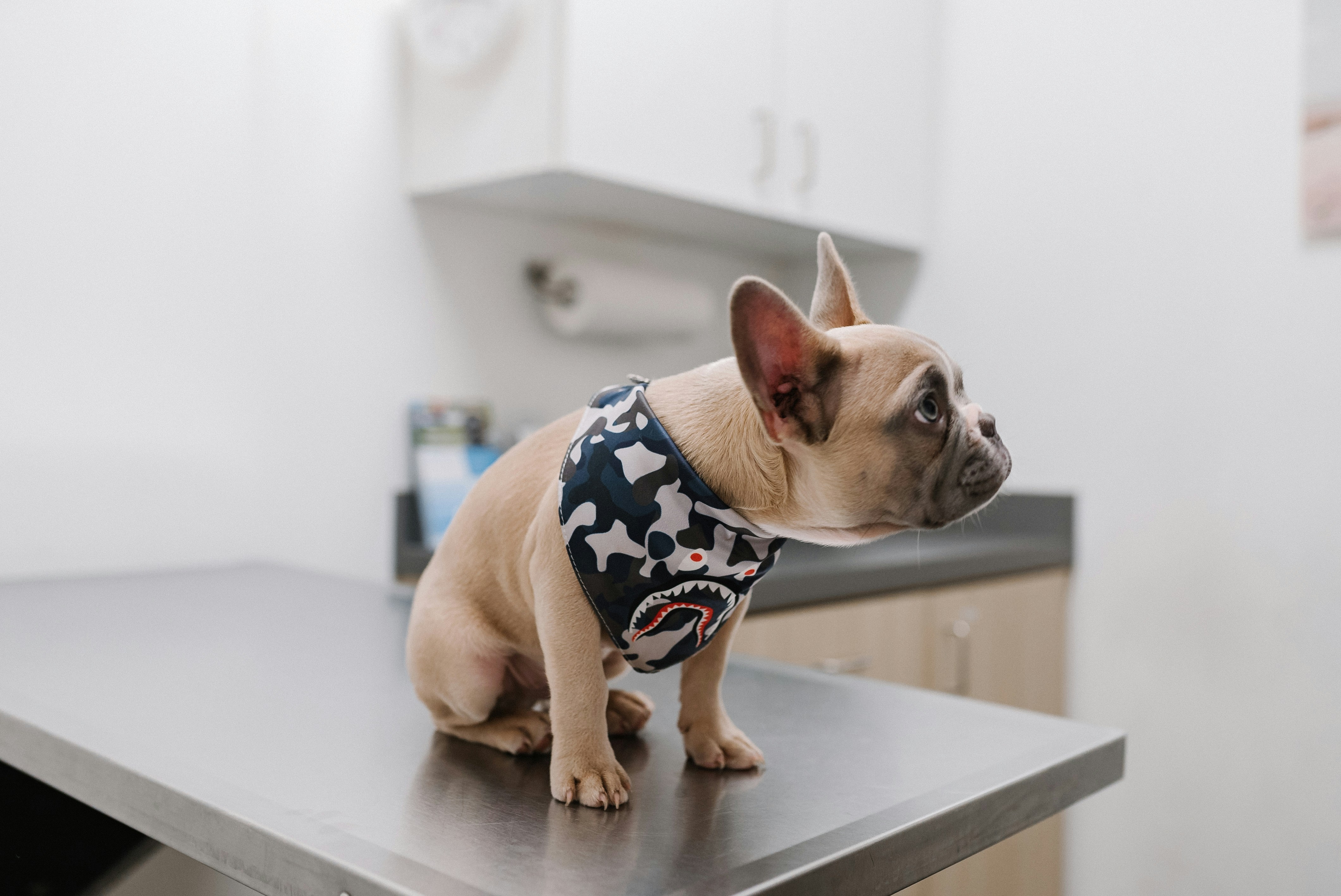 it-veterinarkliniker-djursjukhus-gdpr-smartiy