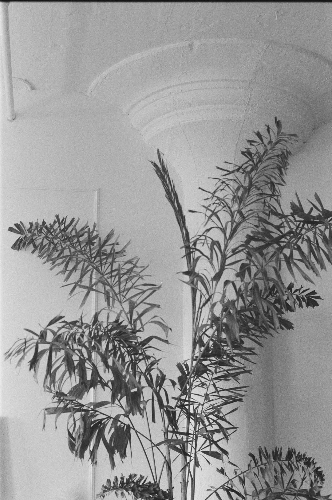 Black-and-white photo of a leafy plant against a fluted column
