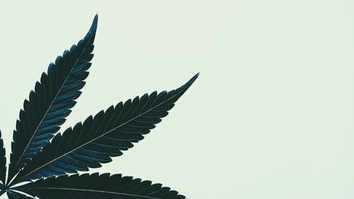 expérimentation cannabis thérapeutique France