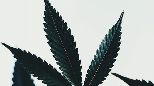 Prescrire CBD par un médecin