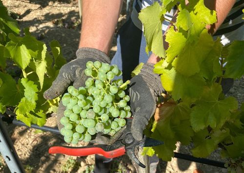 Vendanges en vert au Domaine de MasLauris