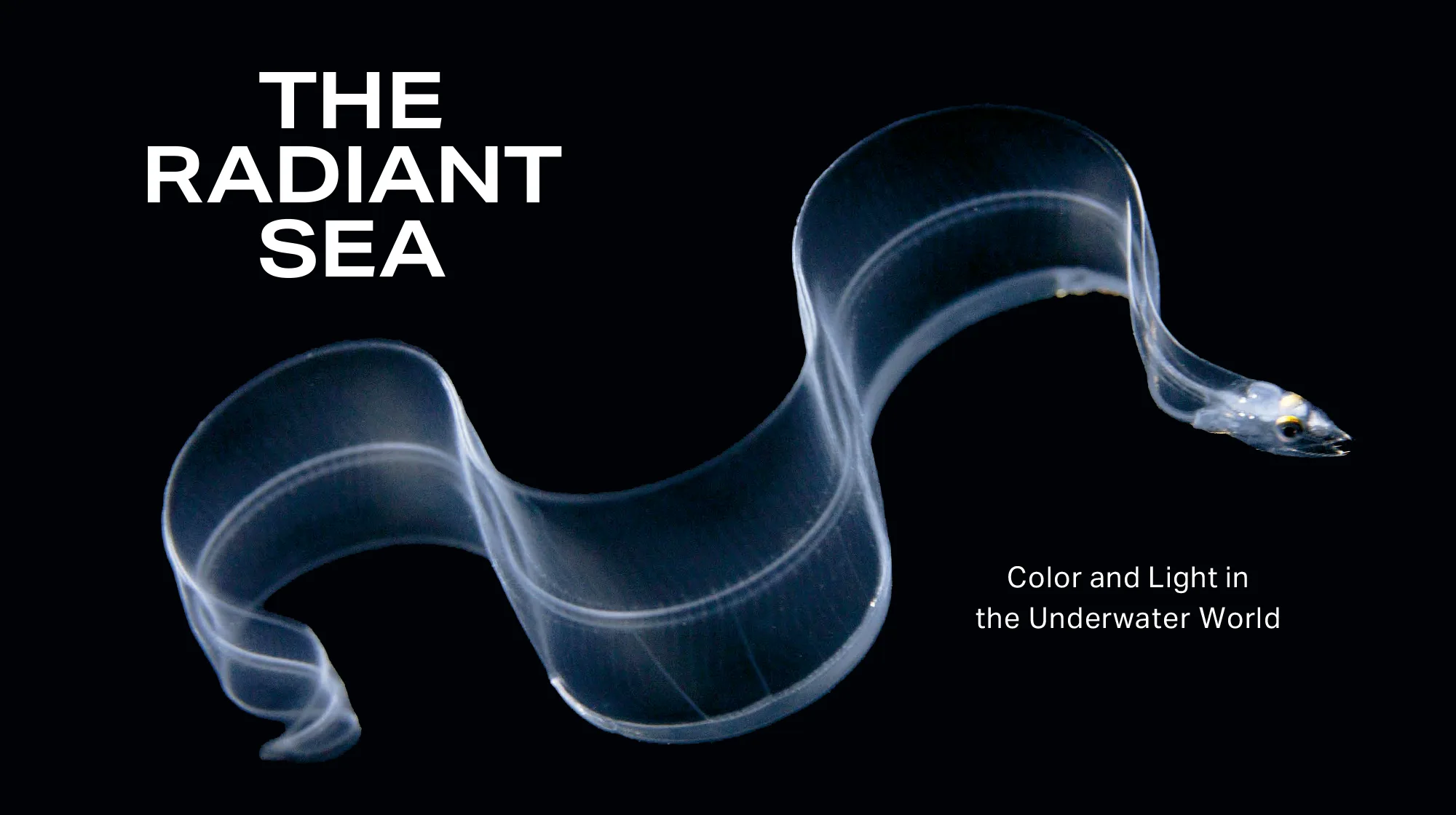 The Radiant Sea