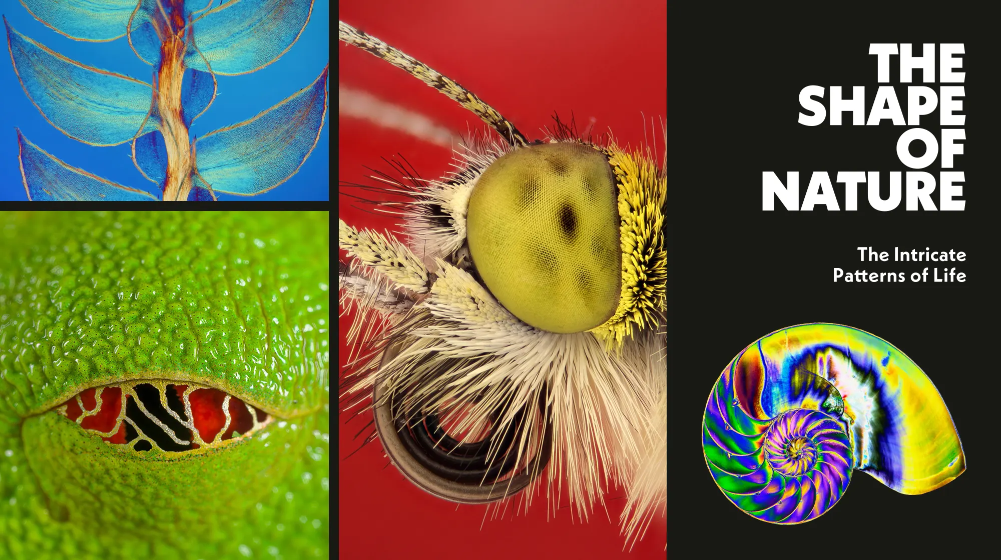 The Shape of Nature