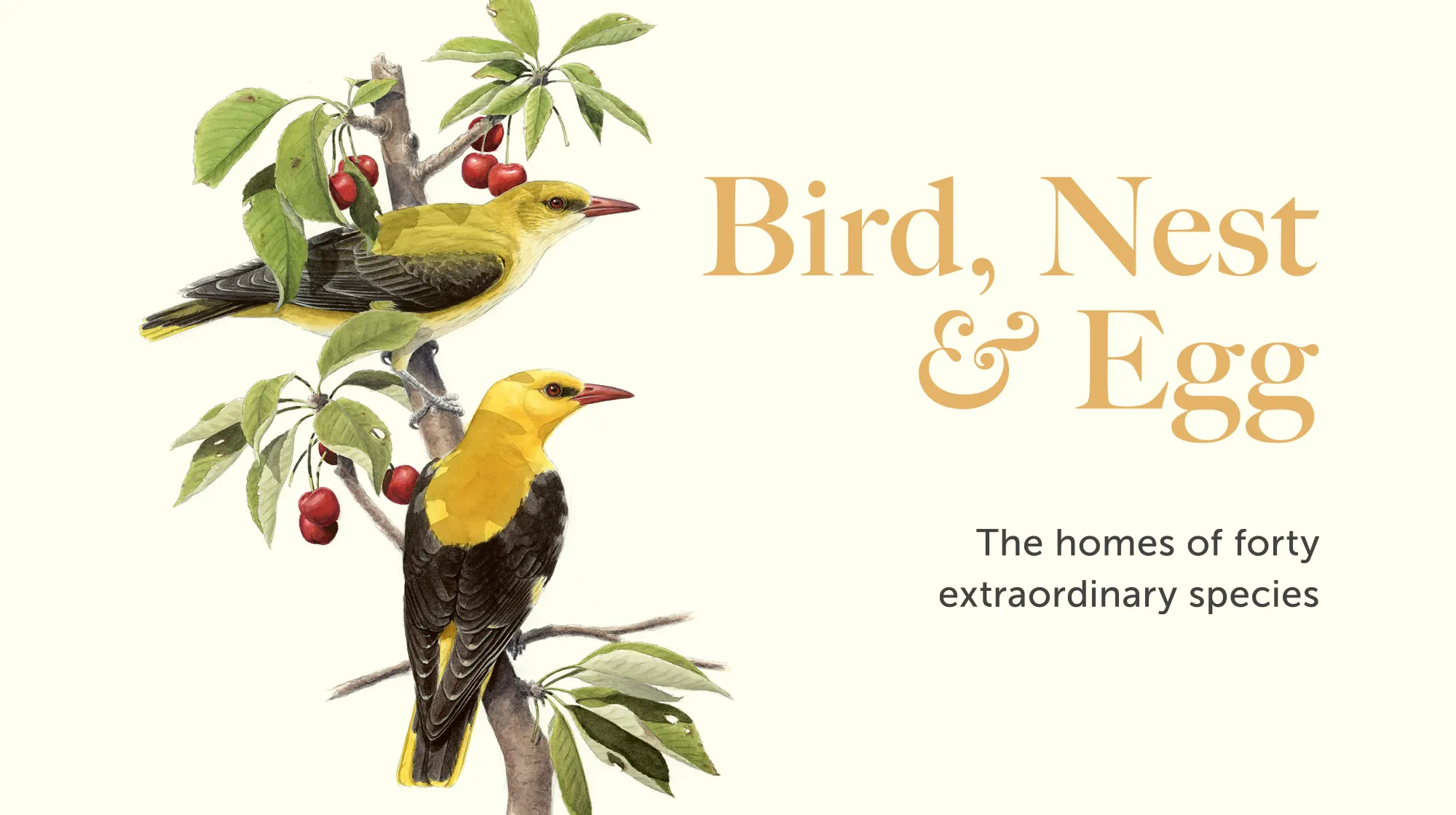 Bird, Nest & Egg – The homes of forty extraordinary species, by Walter De Raedt