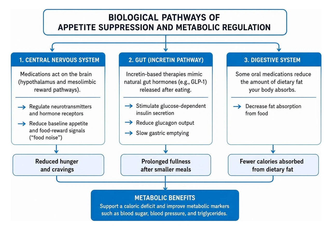 Biological pathways of appetite suppression and metabolic regulation Biological pathways of appetite suppression and metabolic regulation