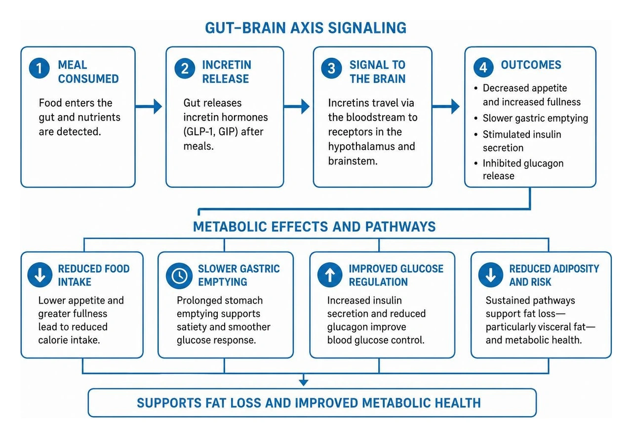 Diagram of gut-brain axis signaling and incretin hormone metabolic pathways