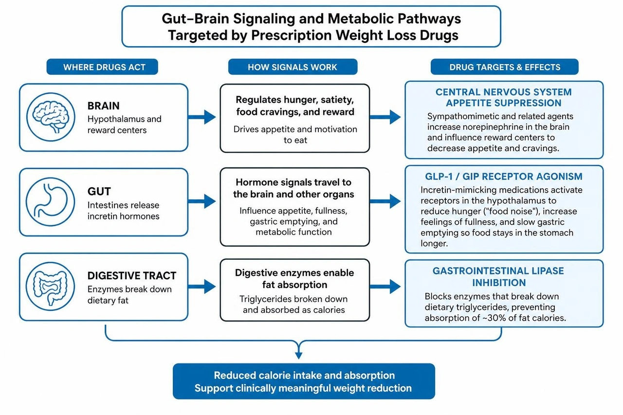 Diagram showing gut-brain signaling and metabolic pathways targeted by prescription weight loss drugs Diagram showing gut-brain signaling and metabolic pathways targeted by prescription weight loss drugs