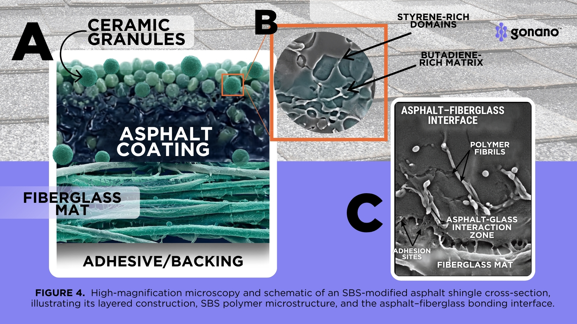 Asphalt shingle cross-section showing nanosilica particle penetration and silane-bridge bonding at the nano-scale, illustrating Structural Roof Rejuvenation technology.