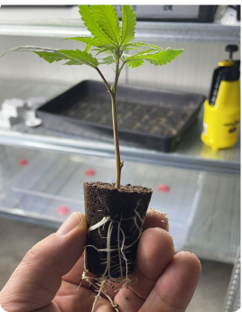 Pflanze MyFirstPlant