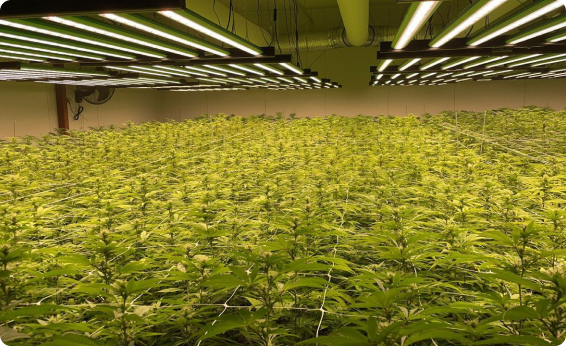 Pflanze MyFirstPlant