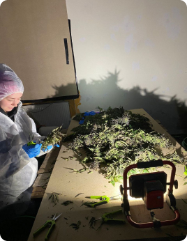 Pflanze MyFirstPlant Verarbeitung