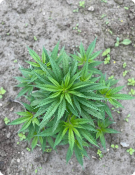 Plant