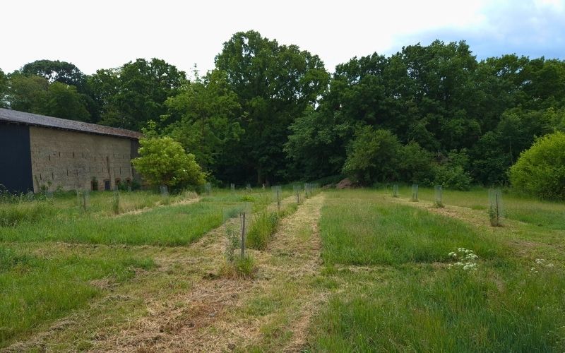 Roots & Robots Klimapraxis Land Gut Hagen Agroforst