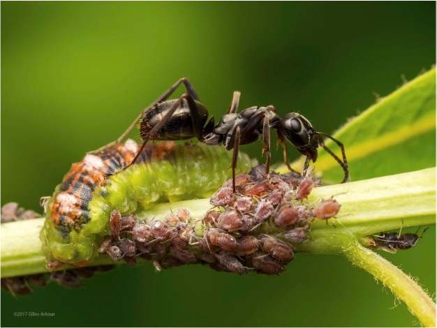 Syrphidae - Eupeodes sp. (larve), Aphis spiraephila, Formica sp.