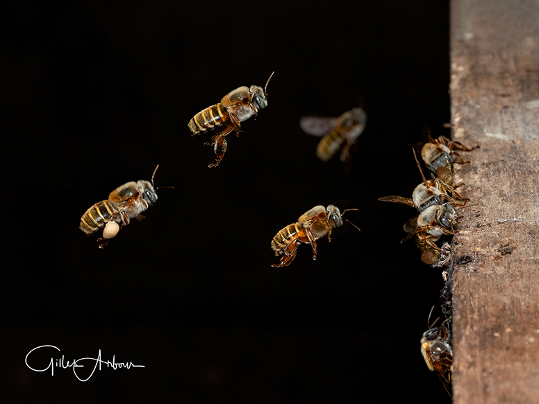 Abeilles vol avec pollen