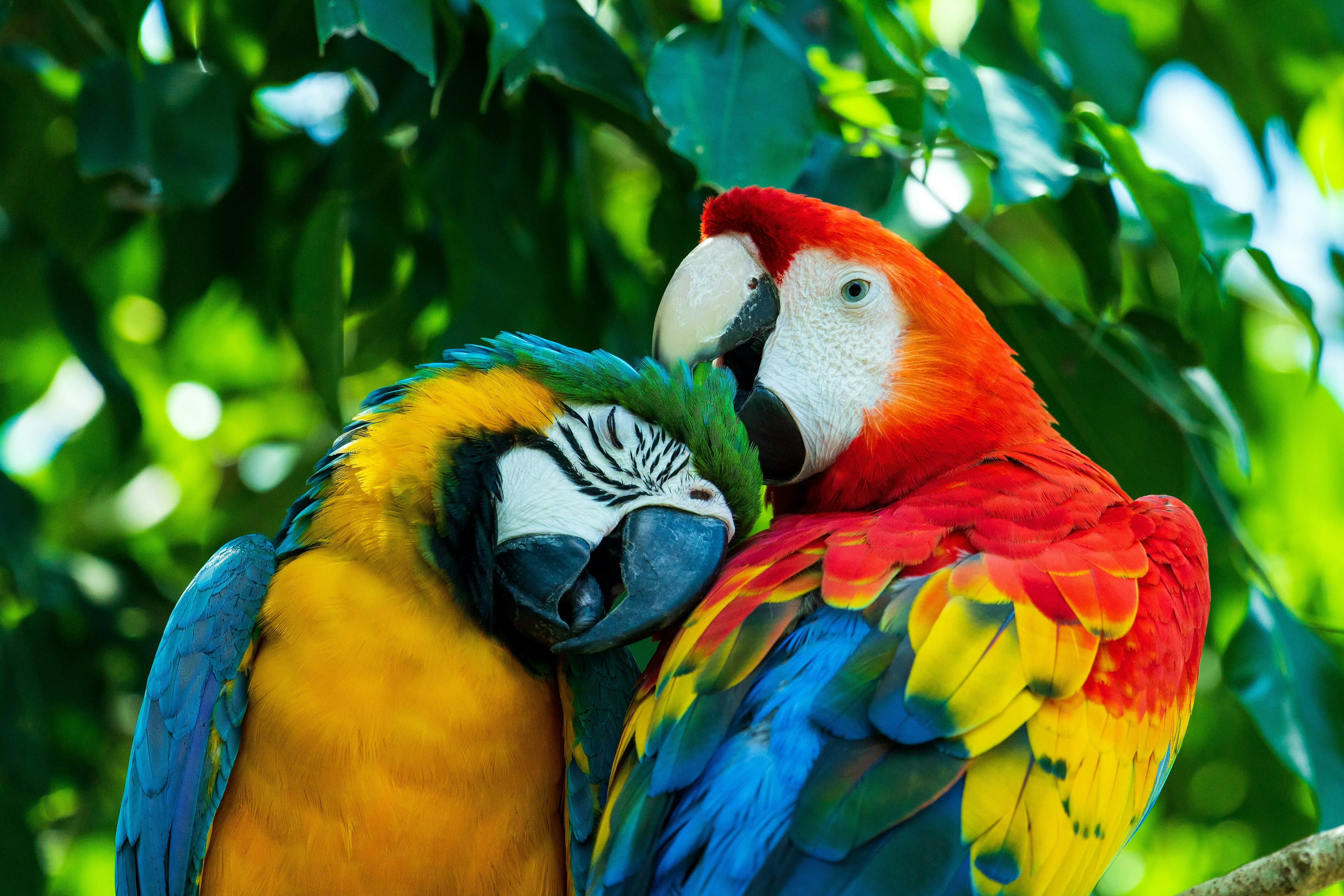 How many birds have you really seen in your life?