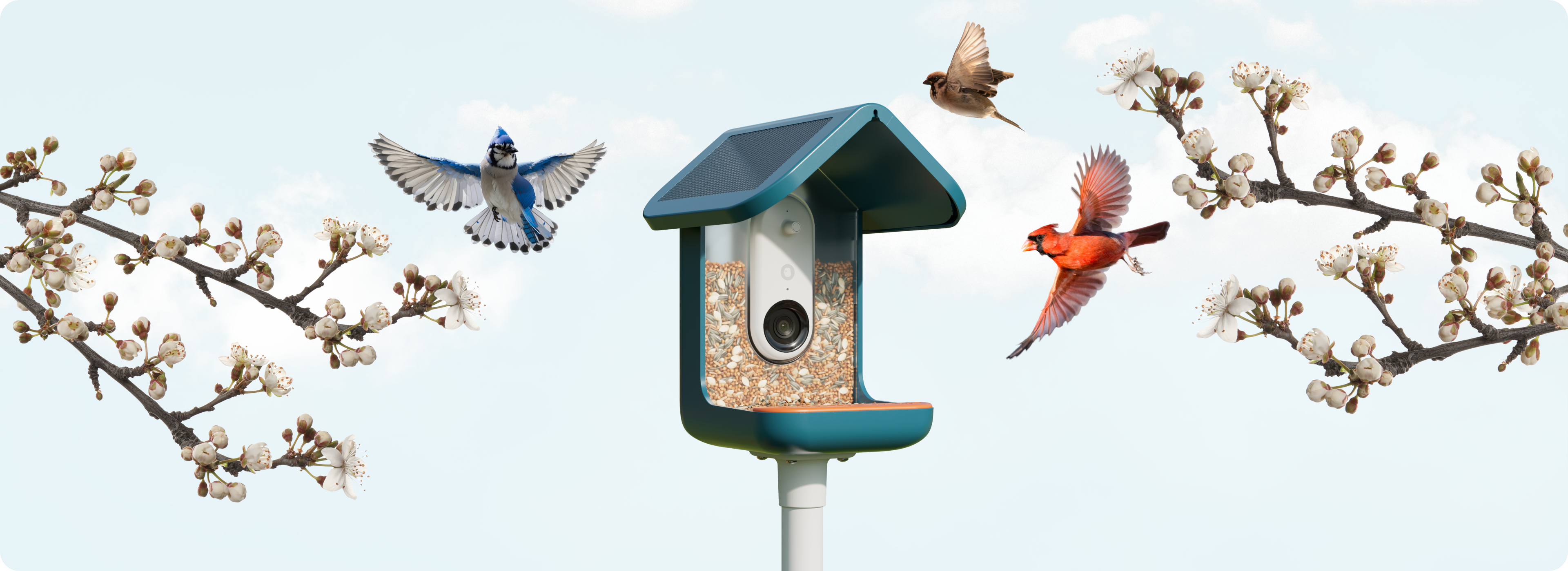 Responsible Birdfeeding Tips
