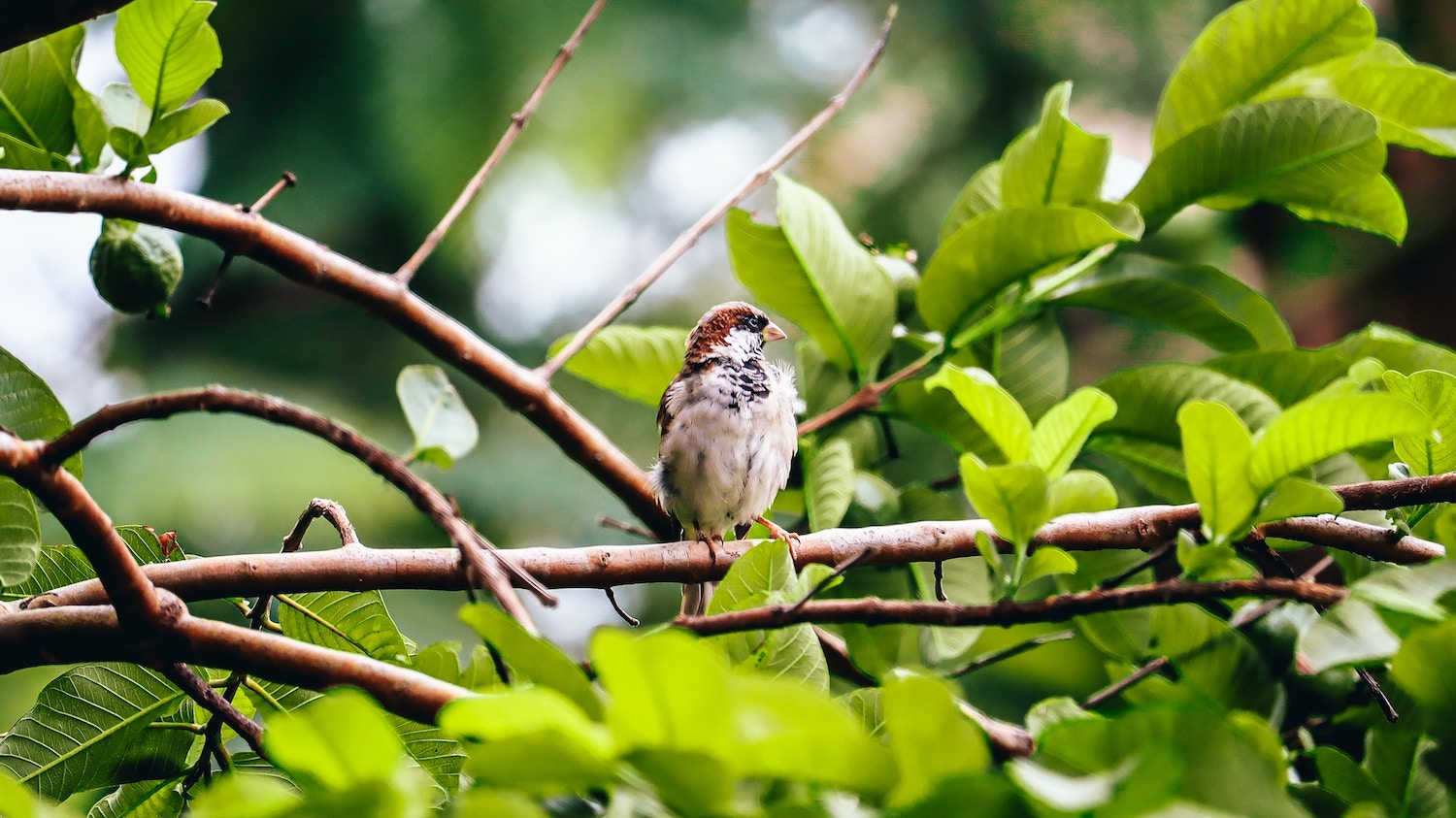 Why Birds Matter 