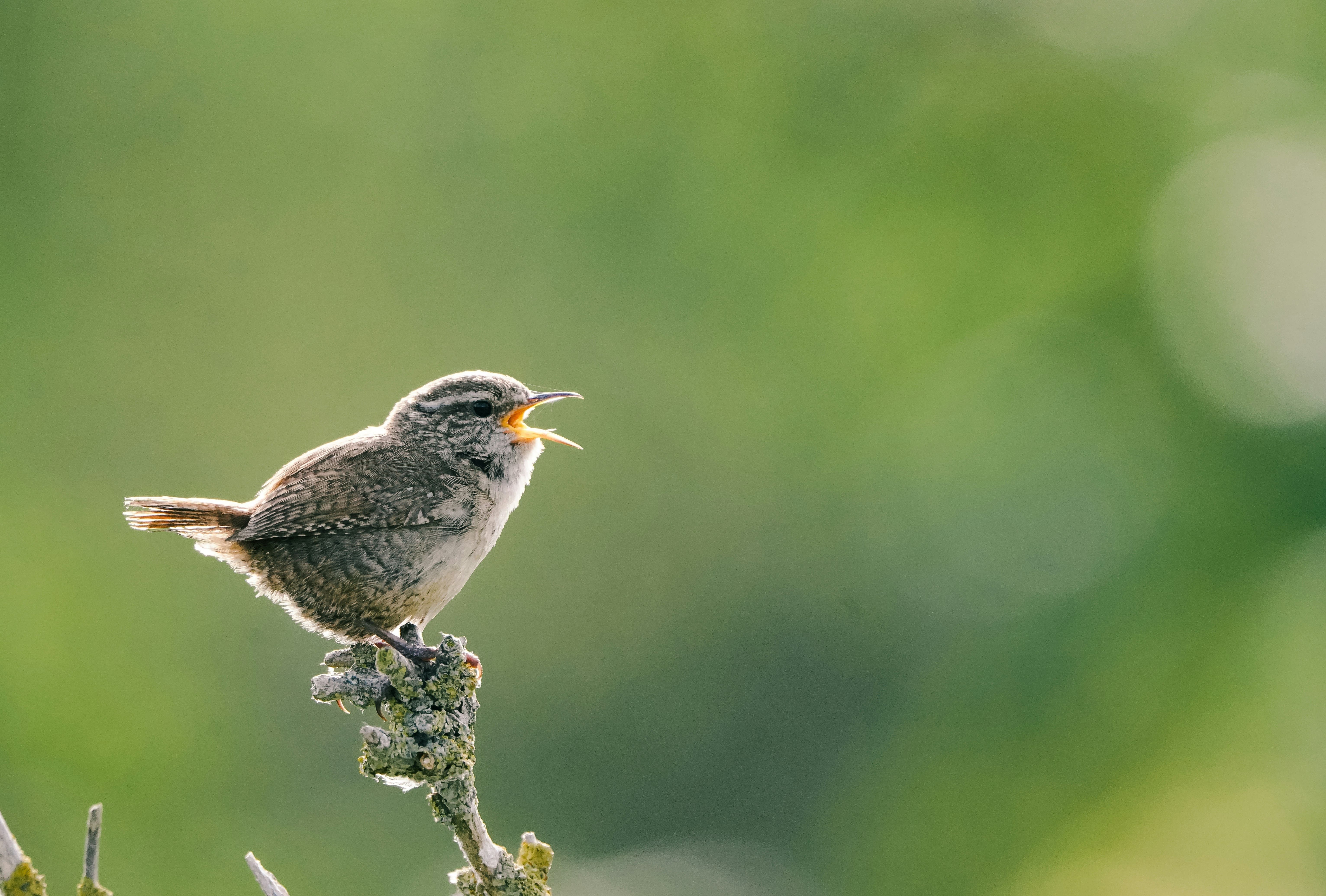 Why Do Birds Sing?