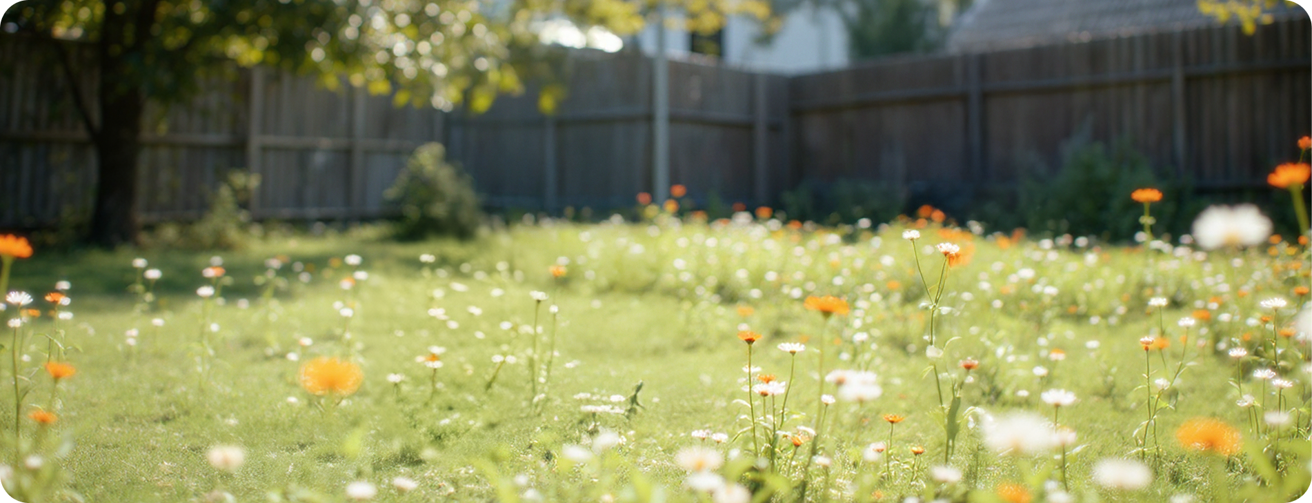 What to do if a bird nests on your house