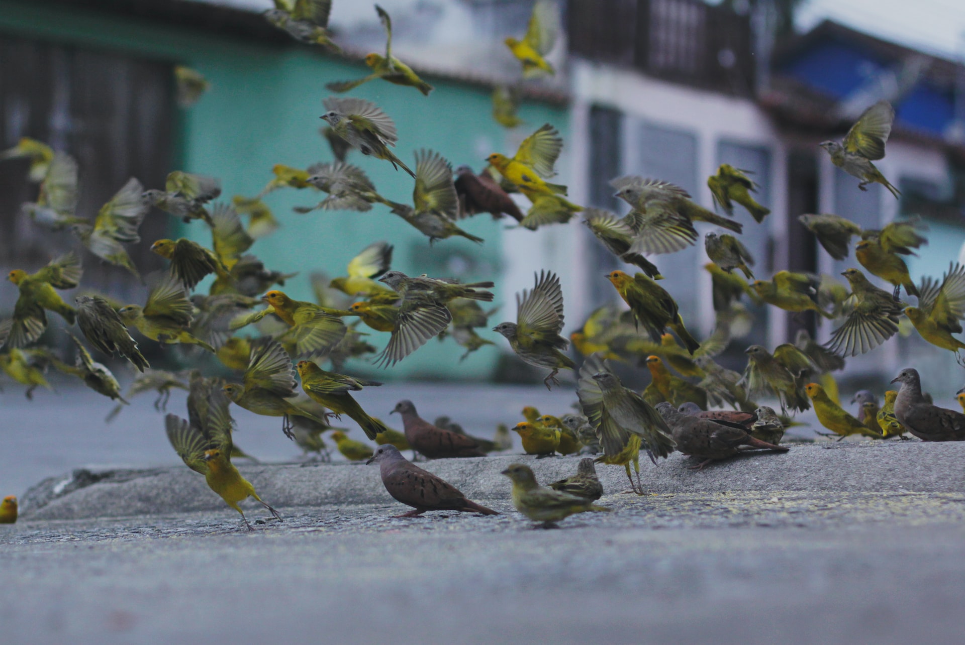 How Birds Get Into the Skies and Stay There