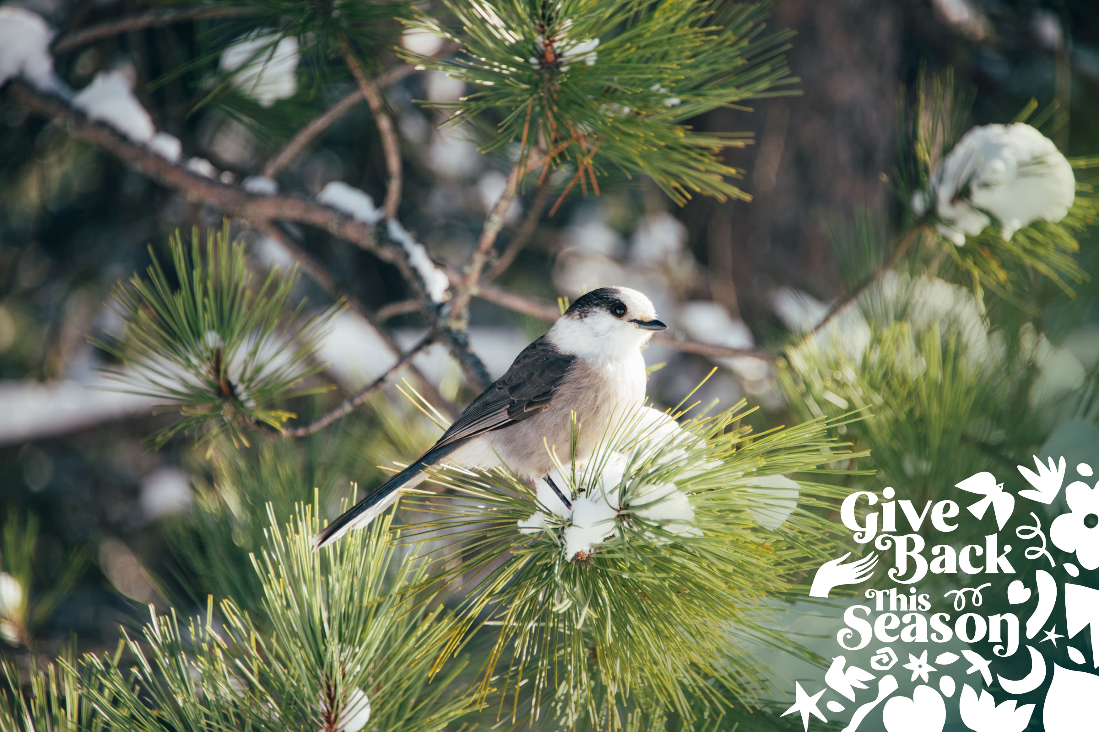 Are Birds Solar-Powered in Winter? Well, Kinda!