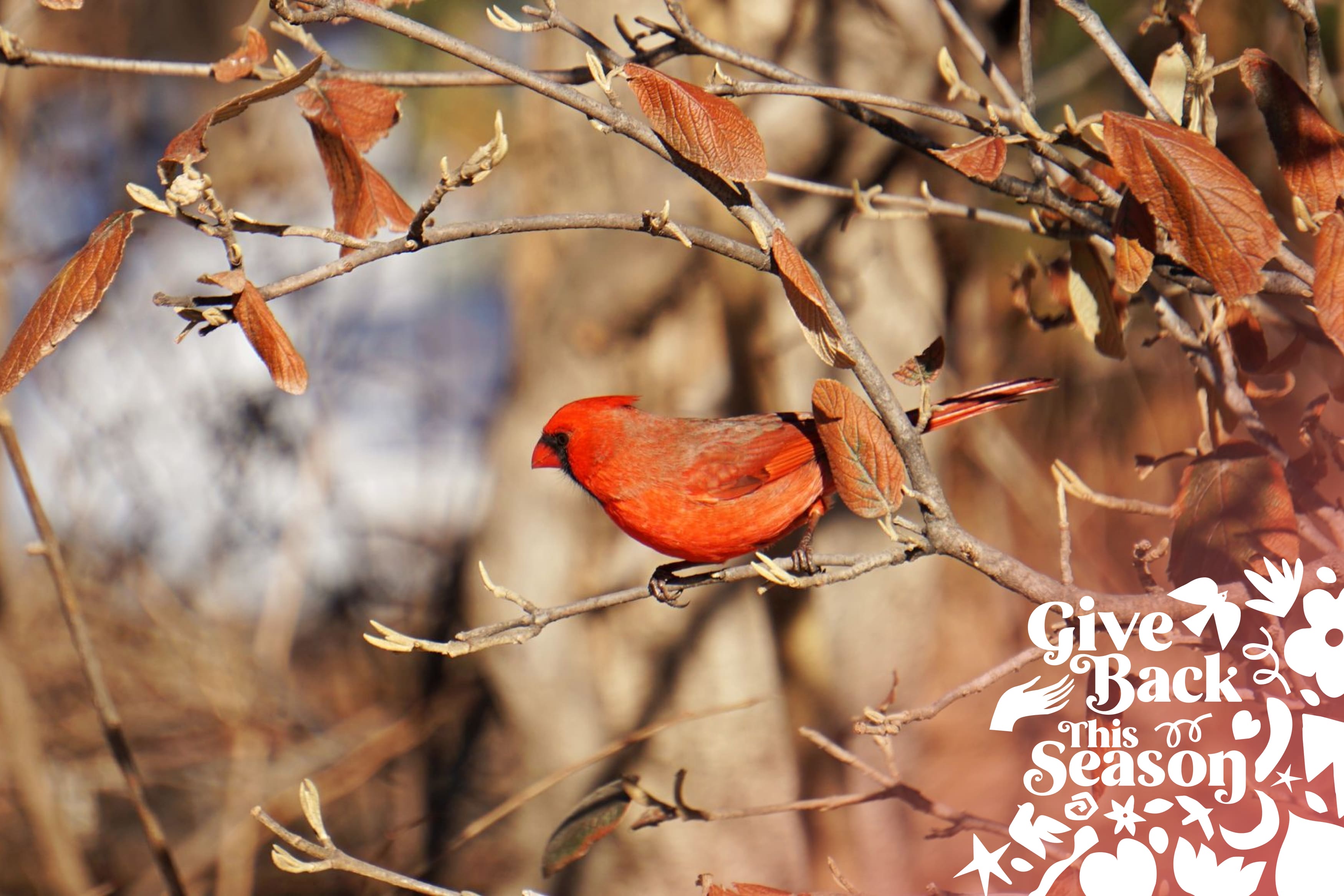 Help Birds this Winter by Leaving Leaves Alone