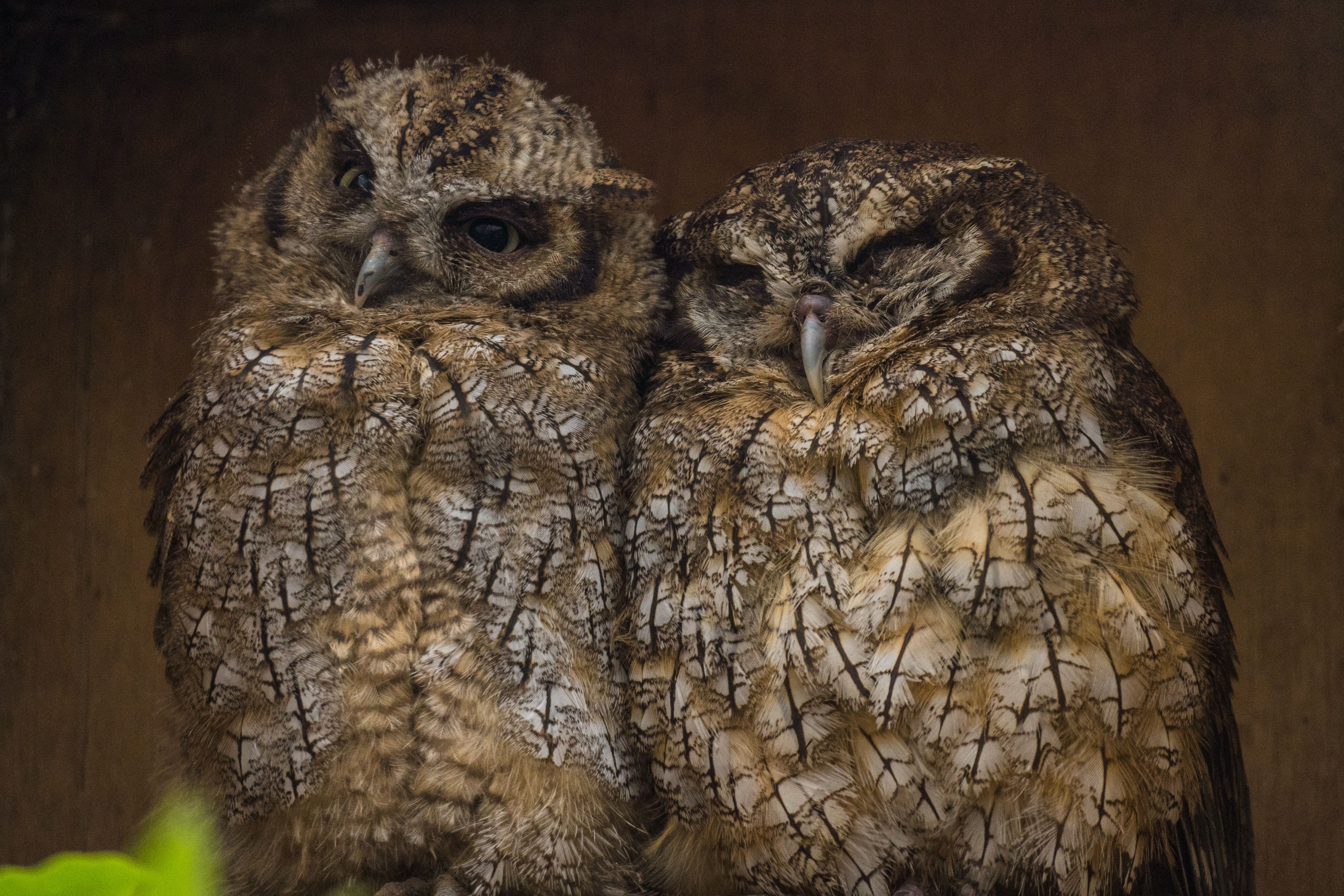Can Birds Form Friendships?
