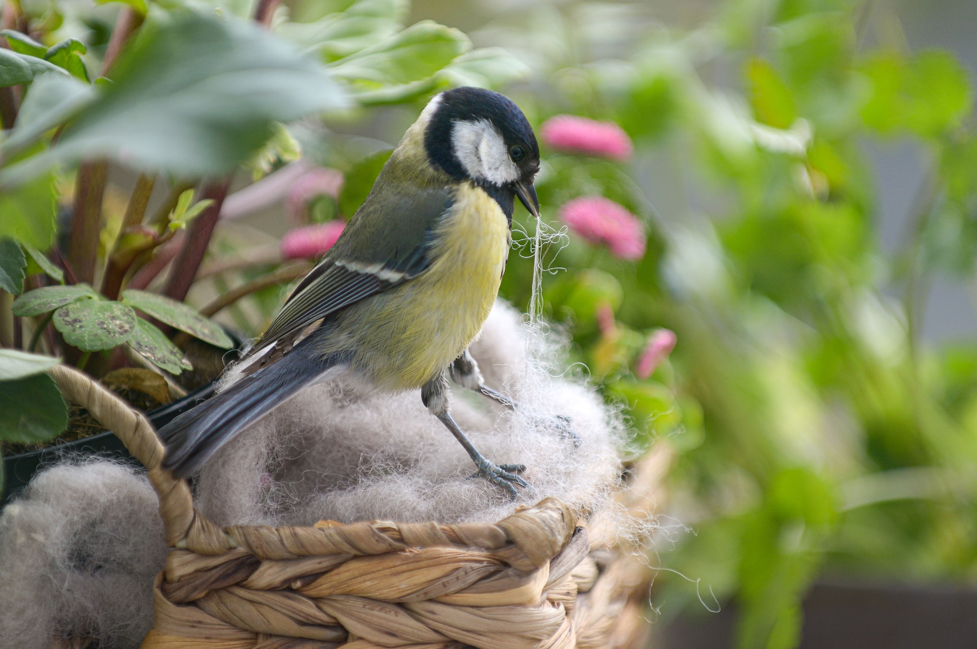 Why Do Birds ... 10 Most Googled Things About Birds 
