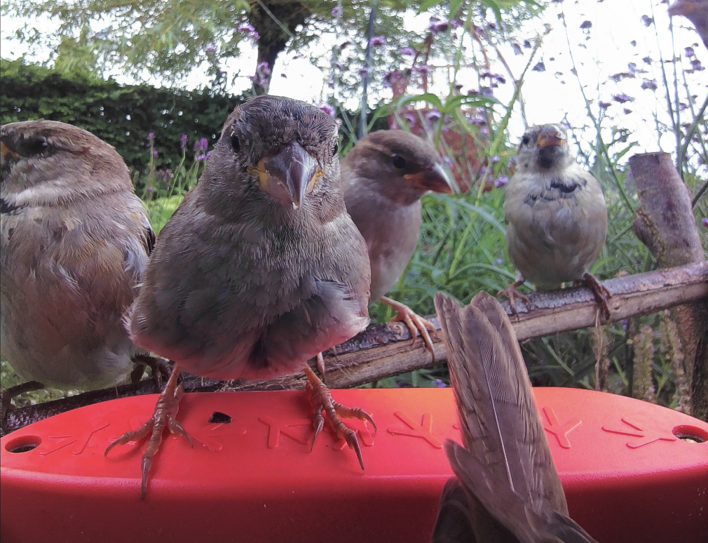 Who's The Smartest Bird?