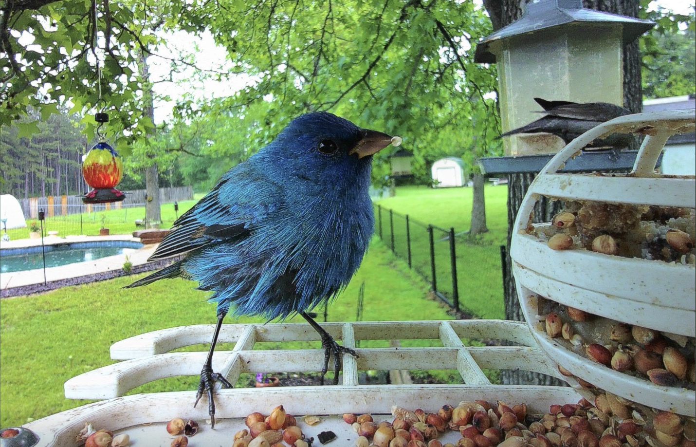 Discover the Hidden Lives of Summer Birds
