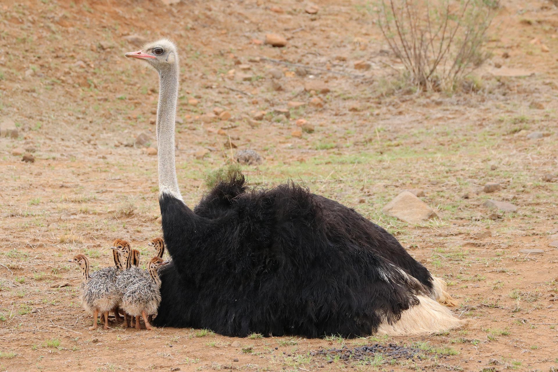 How Much Can a Tiny Hummingbird Eat And Do Ostriches Really Bury Their Heads?