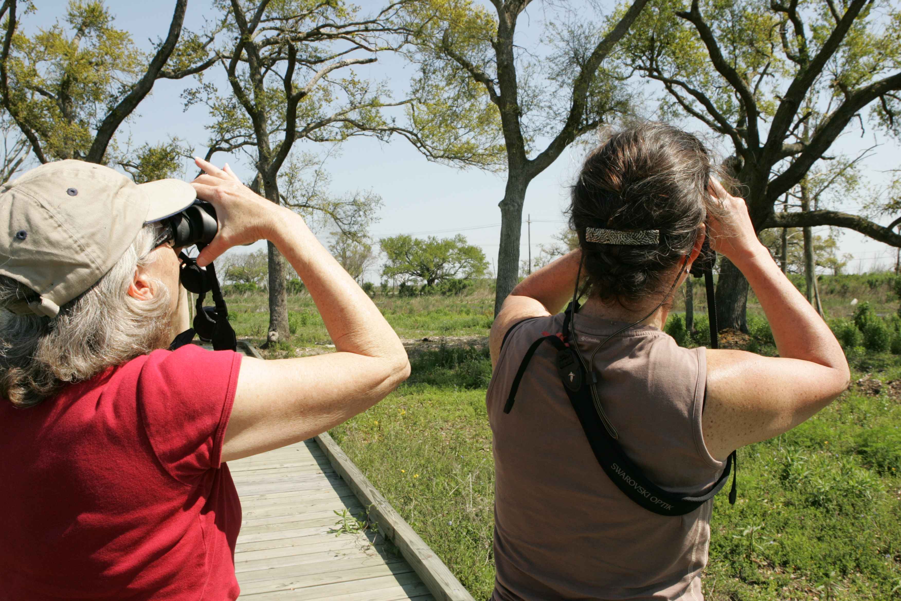 Why Counting Birds Counts - Part 3: Global