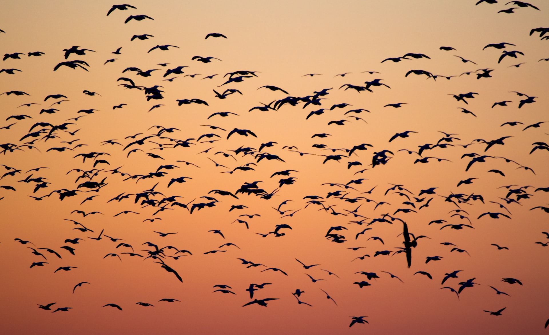 Bird Party – What is a Flock?