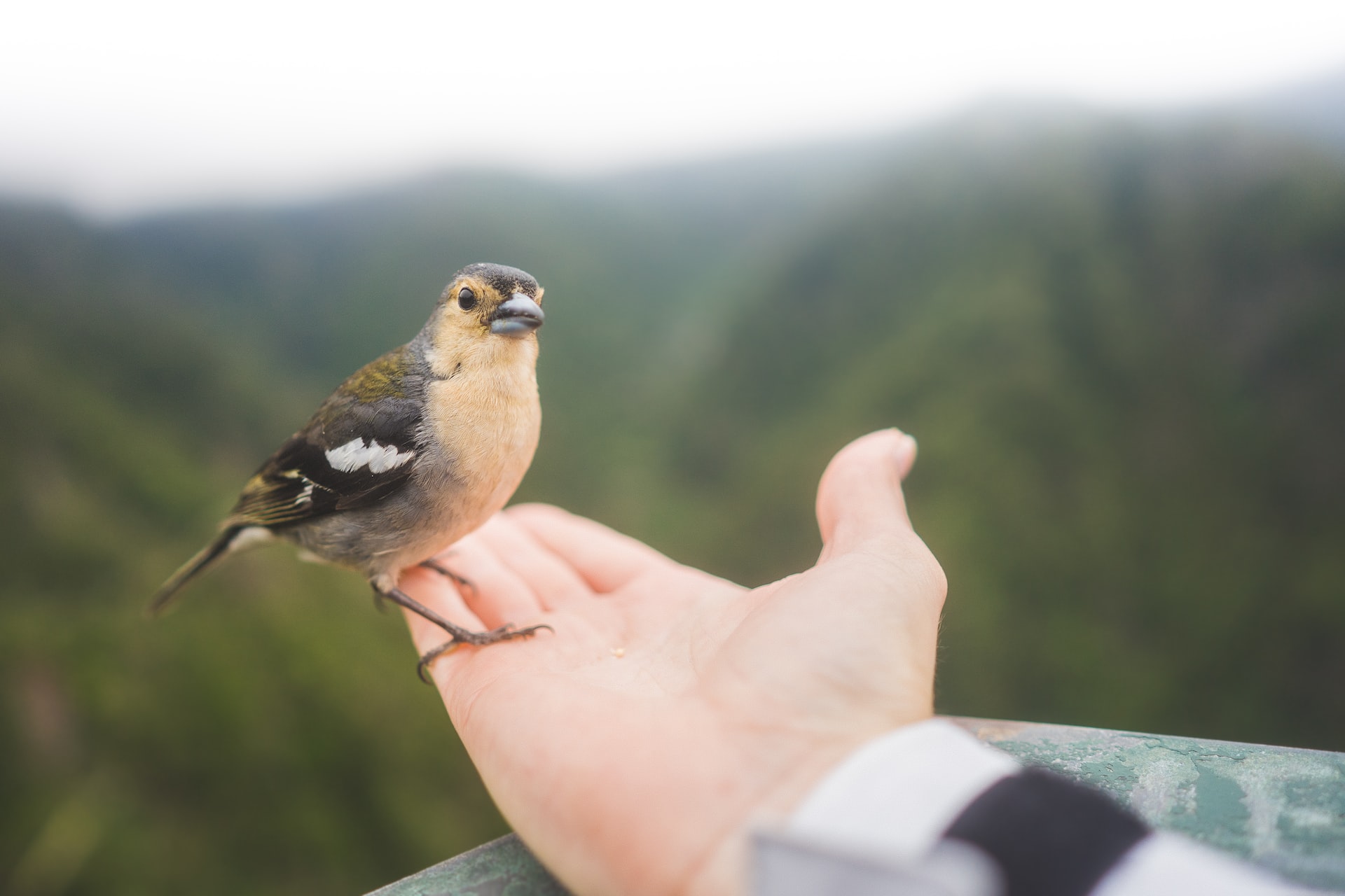 Can Birds Help Your Mental Health?