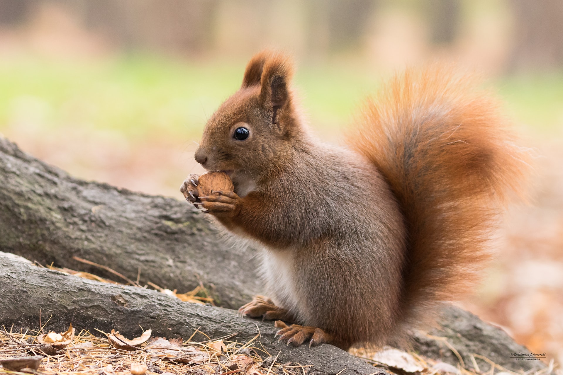 How To Keep Squirrels Off Bird Feeders?
