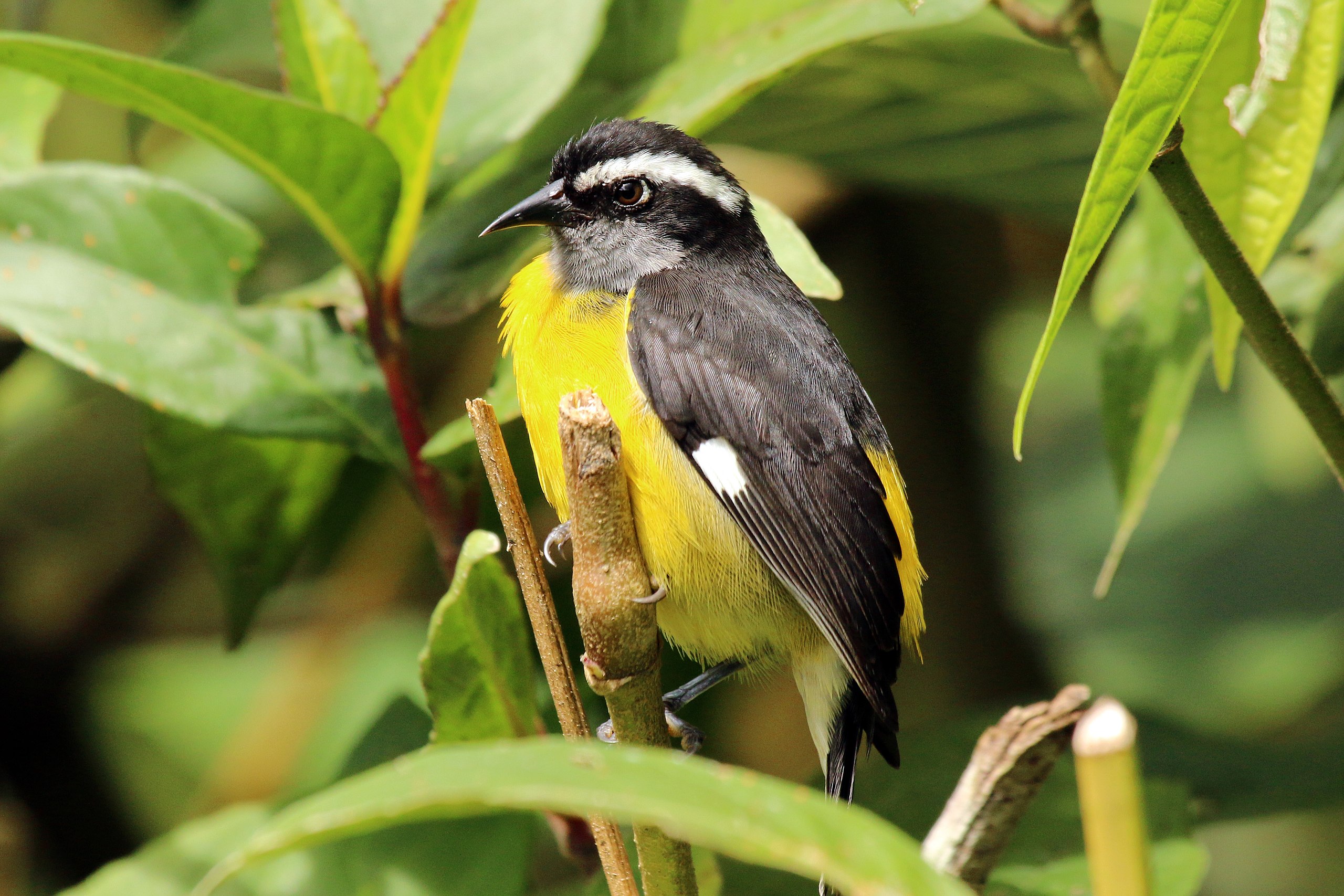 8 Funny and Weird Names for Birds